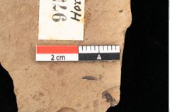 Foto (Detailsansicht) von Quercus palaeoilex Ettingshausen (NHMW-GEO-2024-0188-0975)